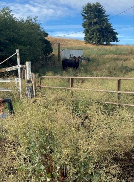 A bull moose behind a fence