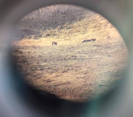 An adult ram bighorn sheep viewed through a lense