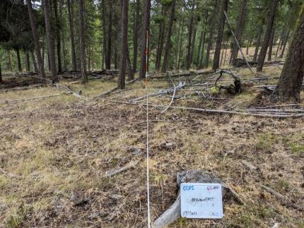 Post fire surveys on Cougar Canyon