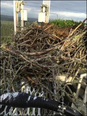 Osprey nest on a cell tower