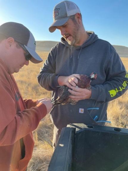 Two people handling a pheasant