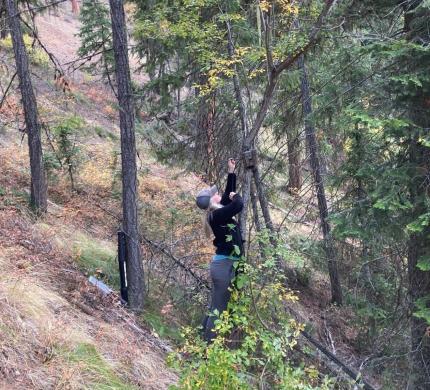 Biologist Jeffreys mounts a game camera to a tree to capture images of migrating deer.
