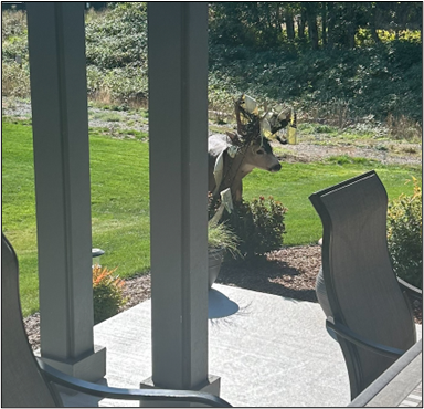 A deer with netting tangled up in its antlers