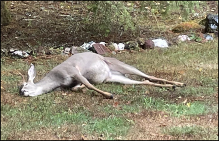 A sick deer laying in a yard