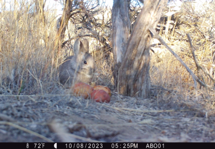 Bachelor rabbit, male B3E126, munches on apples for dinner.