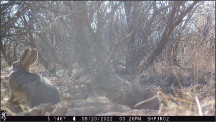 Pygmy rabbit caught on game cam