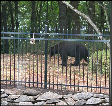 A wandering black bear behind a fence