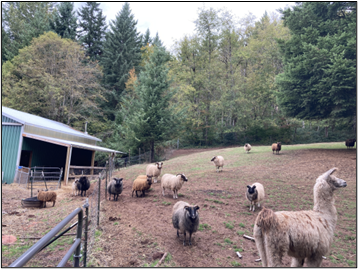 A sheep/llama farm