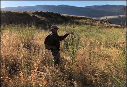 Peterson pulling musk thistle seed heads