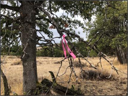 A pink ribbon on a tree branch