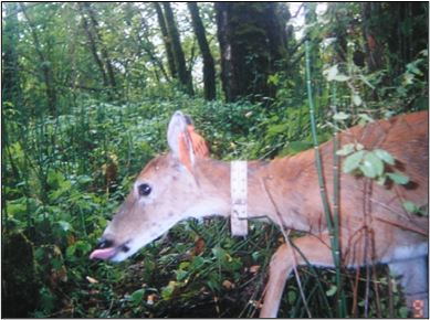 Columbia white-tailed doe