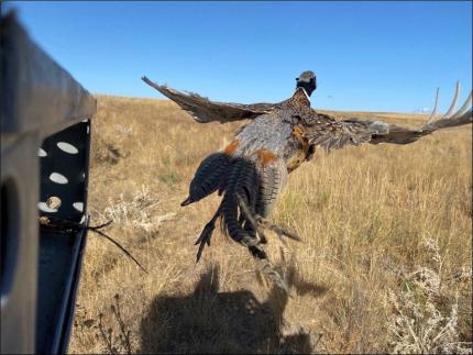 A pheasant being released