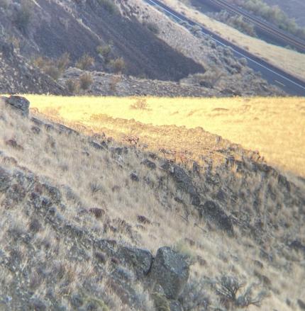 Yakima Canyon bighorn sheep cryptically hidden in landscape. 