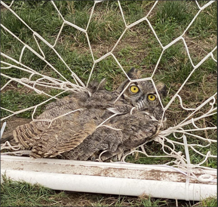 A great horned owl tangled in a soccer net