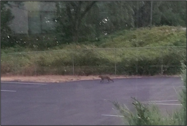 A bobcat