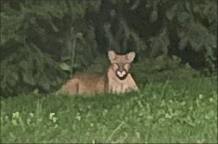 A cougar laying in a yard