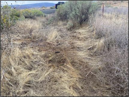 Patches of bloody grass with coyote scat