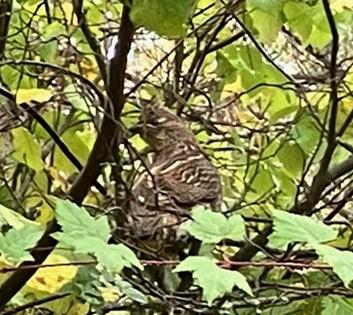 A ruffed grouse in a bush