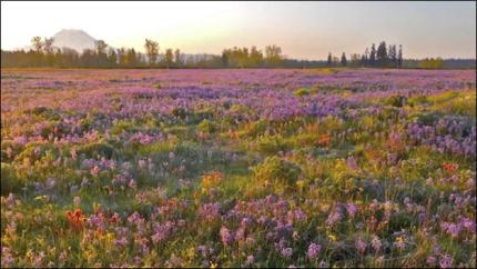 A field in bloom