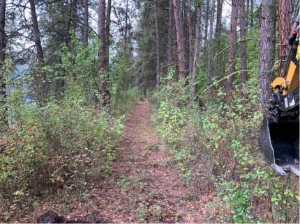 A trail before being cleared