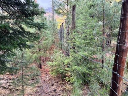 Small trees and brush growing along the fence line. 