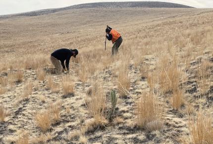 Two people planting sagebrush plugs in large grassy area. 