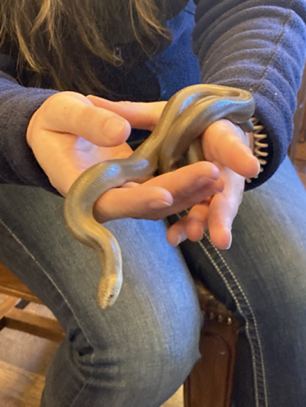 Rubber boa is one of several snake species found in the Yakima Canyon.