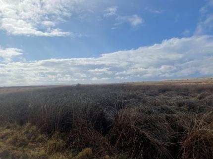 Overlooking a wetland that needs mowing. 