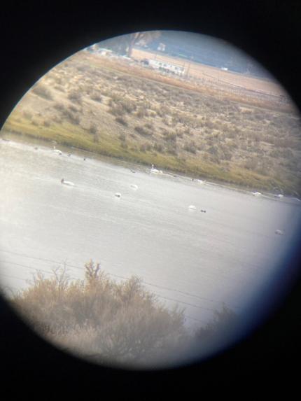 First group of trumpeter swans for the season! 