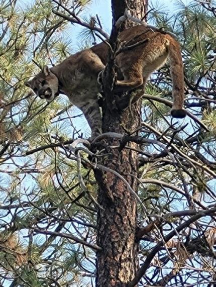 Cougar treed by hounds in Riverside State Park prior to being sedated to replace the GPS collar.  