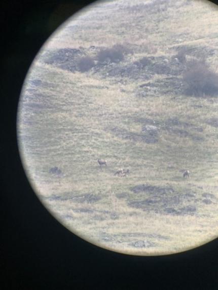 Bighorn sheep viewed through a spotting scope in Ferry County, Washington.  