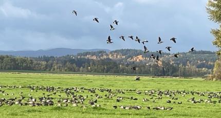 Cackling Canada geese using agricultural fields in Woodland.