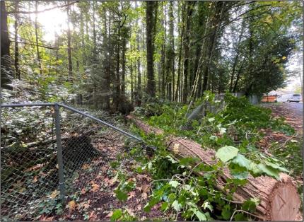 A large tree that has fallen on a fence. 