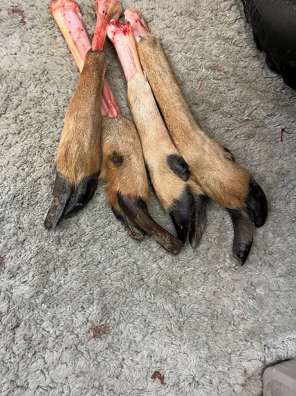 Four deformed deer hooves that have been removed for testing. 