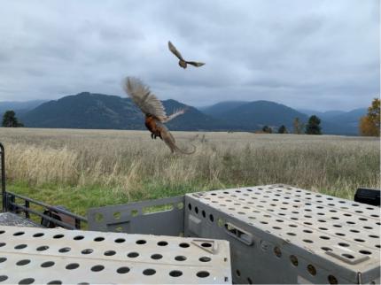 Pheasant release at Sherman Creek Wildlife Area.