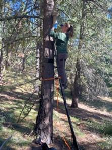 Assistant Wildlife Area Manager Pavelcheck setting up gear ten feet high on the tree for fisher surveys.
