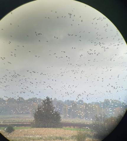 Thousands of snow geese take off at Shillapoo Wildlife Area.