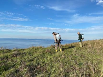 Technicians treating invasive plants on Protection Island.