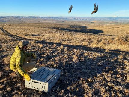 Two pheasants being released from a portable cage at Green Gate. 