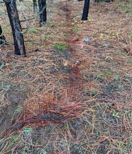 Scavengers (coyotes) created this drag trail with the carcass of Mule Deer 20.
