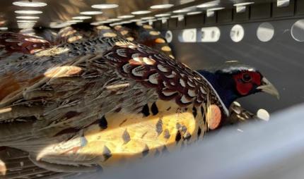 Ring-necked pheasant in a transport carrier awaiting release.