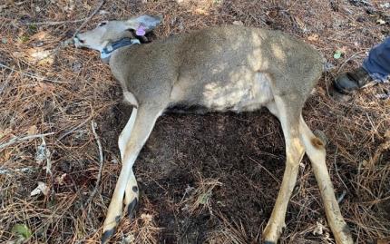 Mule Deer 22who died from hemorrhagic disease. 