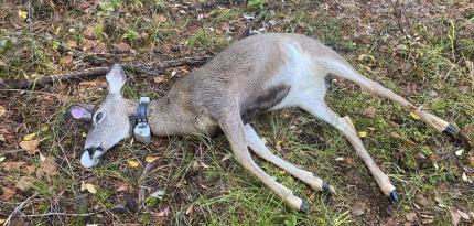 Mule Deer 25 who died from a vehicle collision.