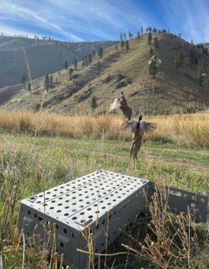 Customer Service Specialist Mason releasing pheasants in Swakane Wildlife Area.