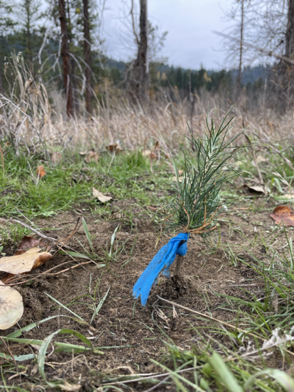 Freshly planted ponderosa pine sapling.