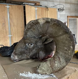 Bighorn sheep ram head from one of the vehicle collisions in 2023. 