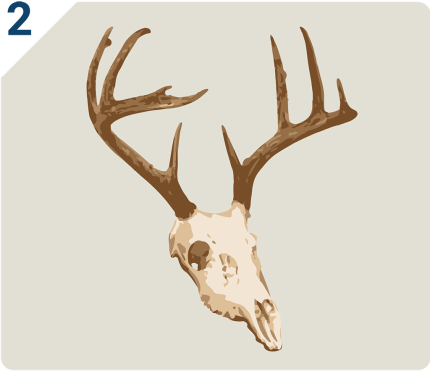 Bare deer skull with antlers