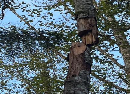 Hazard Tree at Kitsap Lake.