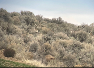 Mule deer partially obscured by sagebrush in Douglas County. 