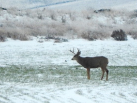 2023 Deer Surveys – Douglas County.